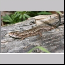 Zootoca vivipara - Waldeidechse 11.jpg